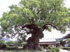 L3444520005003676.jpg