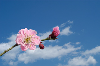 ume0016-049.jpg
